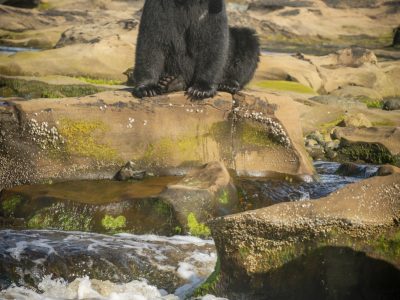 Zwarte beer, Black bear, Schwarzbär, Ours noir, Oso negro