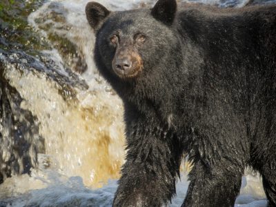 Zwarte beer, Black bear, Schwarzbär, Ours noir, Oso negro