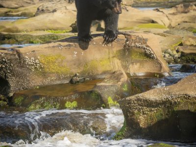 Zwarte beer, Black bear, Schwarzbär, Ours noir, Oso negro