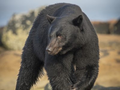 Zwarte beer, Black bear, Schwarzbär, Ours noir, Oso negro