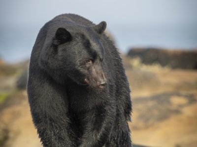 Zwarte beer, Black bear, Schwarzbär, Ours noir, Oso negro