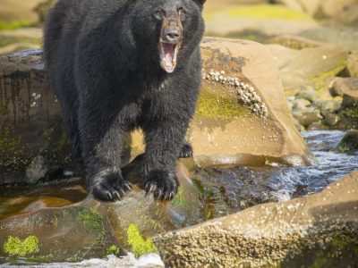 Zwarte beer, Black bear, Schwarzbär, Ours noir, Oso negro