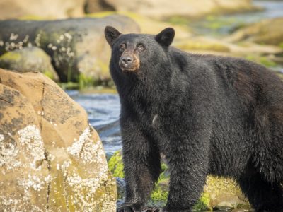 Zwarte beer, Black bear, Schwarzbär, Ours noir, Oso negro