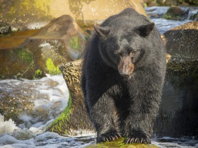 Zwarte beer, Black bear, Schwarzbär, Ours noir, Oso negro