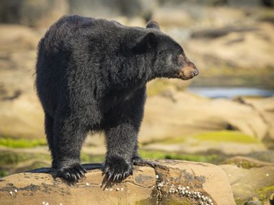 Zwarte beer, Black bear, Schwarzbär, Ours noir, Oso negro