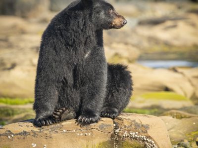 Zwarte beer, Black bear, Schwarzbär, Ours noir, Oso negro