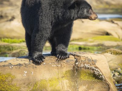 Zwarte beer, Black bear, Schwarzbär, Ours noir, Oso negro