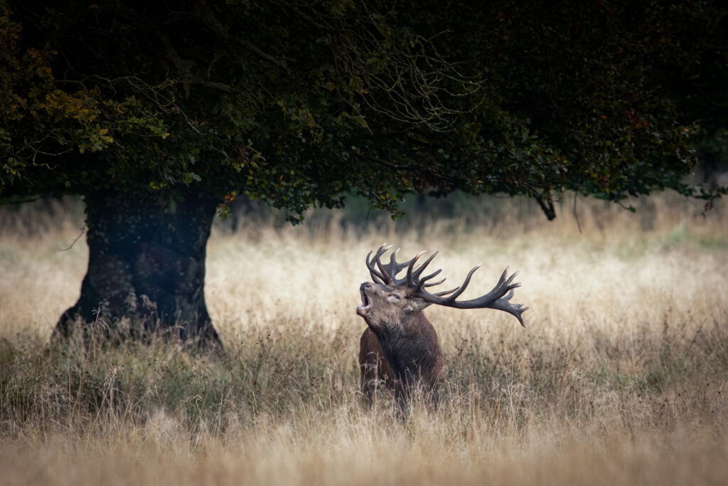 FOTO VAN DE MAAND.